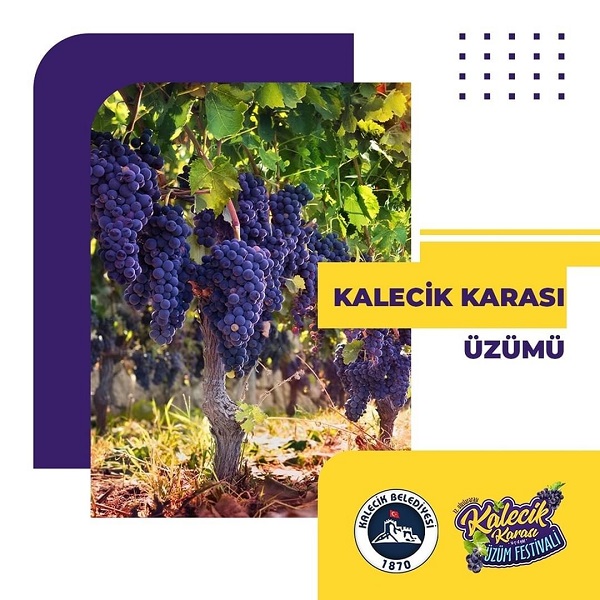 Kalecik Karası Üzüm Festivali