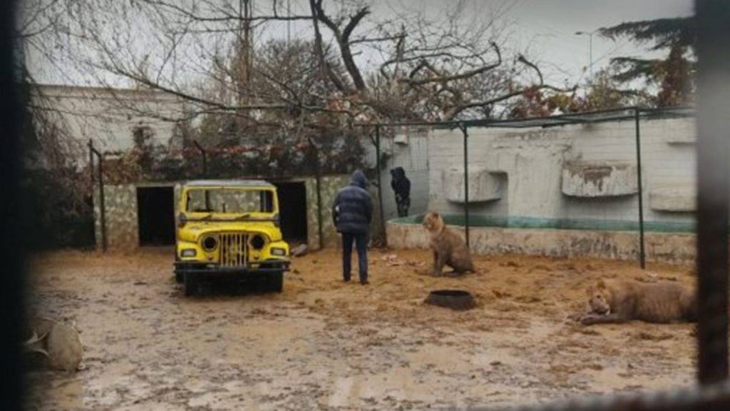 Ankara’da korku dolu anlar: Aslan, hayvanat bahçesinden kaçtı