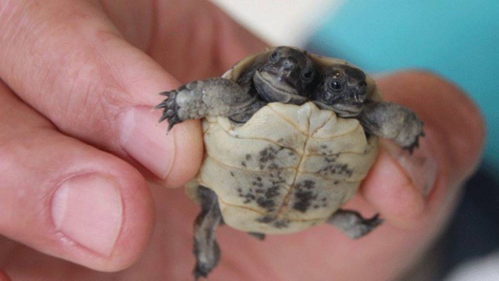 Antalya’da çift başlı kaplumbağa görüldü