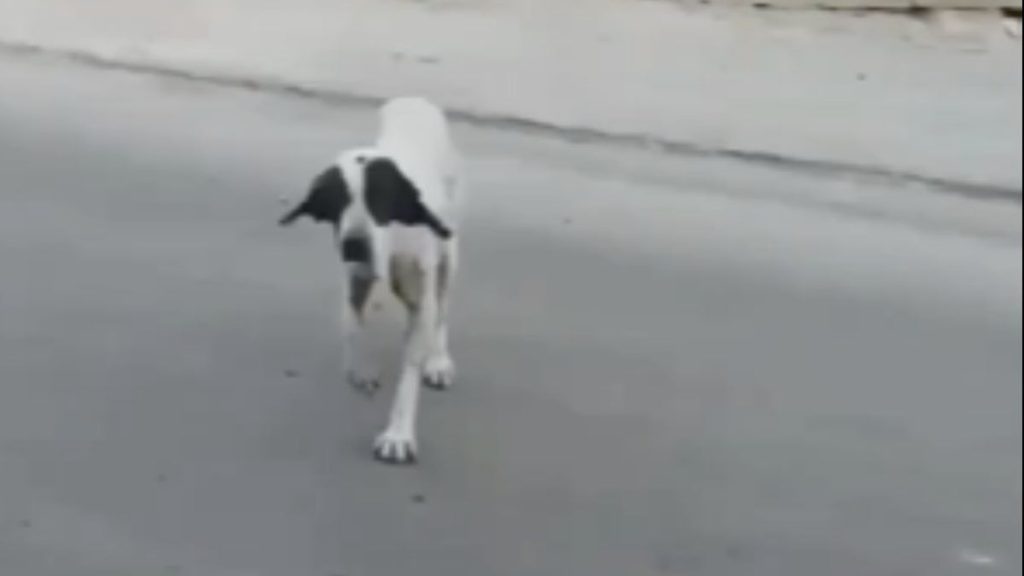 Köpeğin sakatlanma rolü kayda alındı