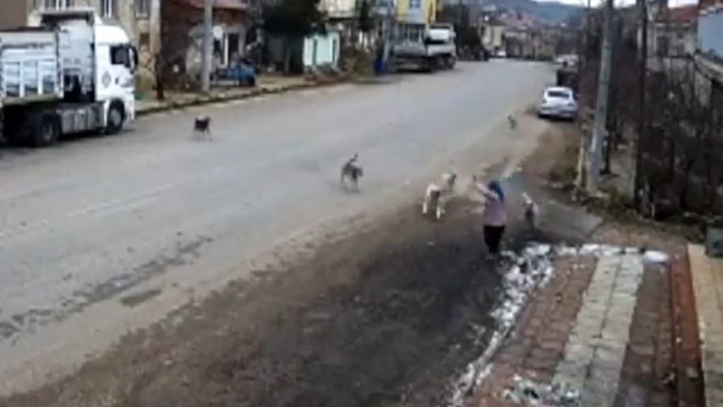 ‘Kurtarın bizi köpeklerden!.. Çocuklarım okula gidemez oldu’