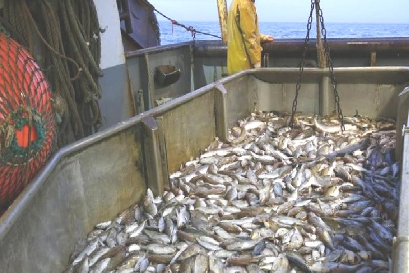 Balıkçılık ve Su Ürünleri Genel Müdürü Atalay: Balık tüketimi, üretim kadar sevindirmiyor