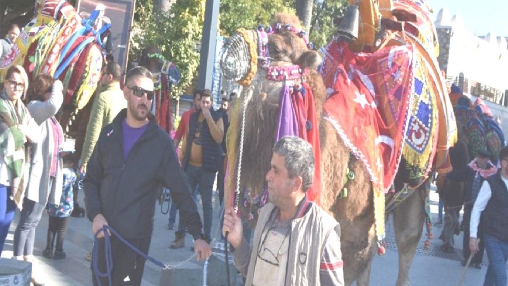 Bodrum’daki turistler sokağa çıkan develerle fotoğraf çektirdi