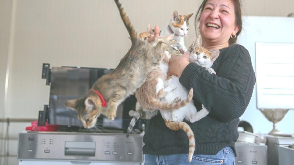 İzmir’de mağaza sahibi çift, dükkanlarını kedilere açtı