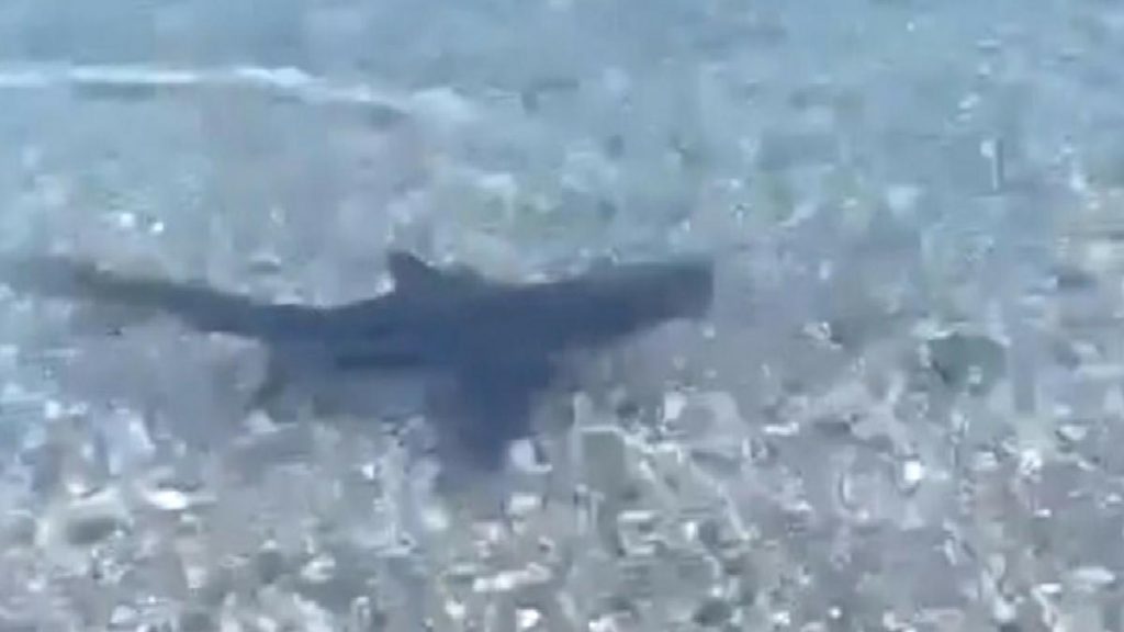 Muğla’da sahilde köpek balığı görüldü