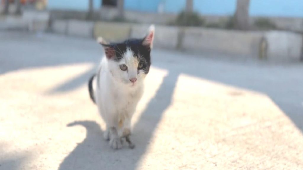 Şanlıurfa’da yaralı kedi acile gitti