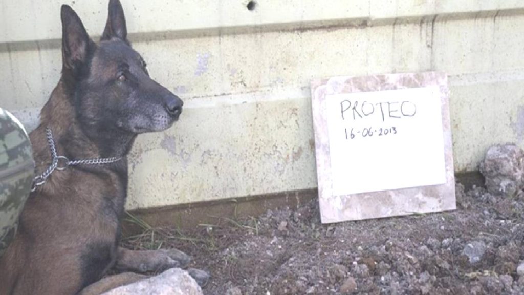 Meksika arama-kurtarma köpeği Proteo neden öldü?