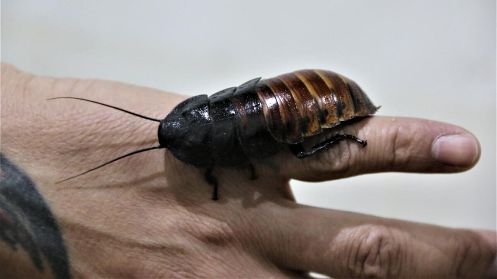 Antalya’da girişimci 10 metrekare alanda 10 bin hamam böceği üretiyor