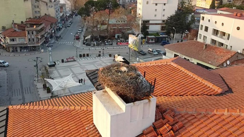 Sındırgı’nın sembolü Sağdıç leylek, belediye binasındaki yuvasına yerleşti