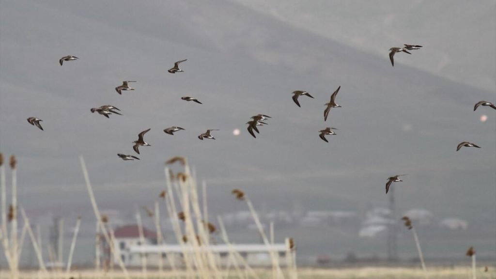 Hakkari 200’ü aşkın kuş türüne ev sahipliği yapıyor