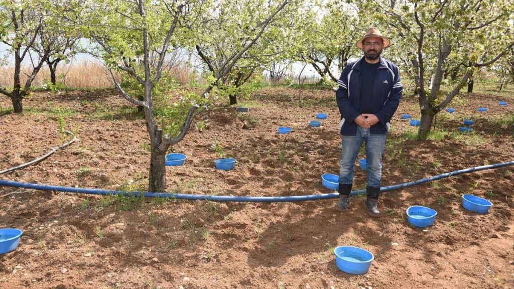 Kırıkkale’de verimi düşüren böceklere ‘mavi leğen’ önlemi