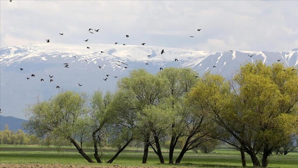 Muş Ovası’ndaki kuşlar on yılda sayıldı:  400 kuş türü kayıt altına alındı