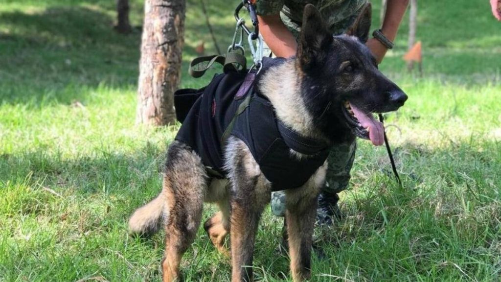 Proteo onuruna Türkiye’den Meksika’ya yavru köpek hediyesi