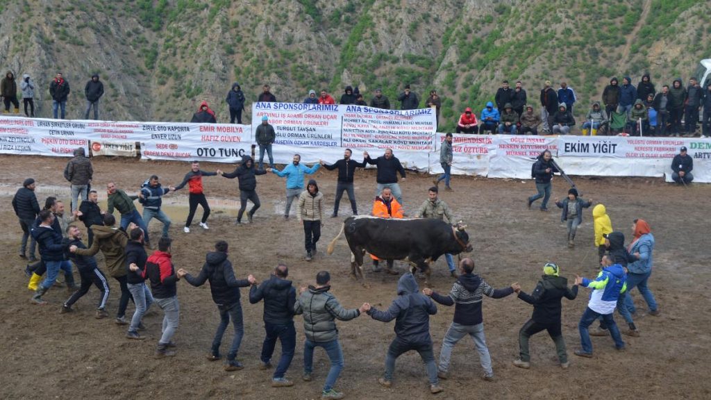 Artvin’de boğa güreşleri festivali