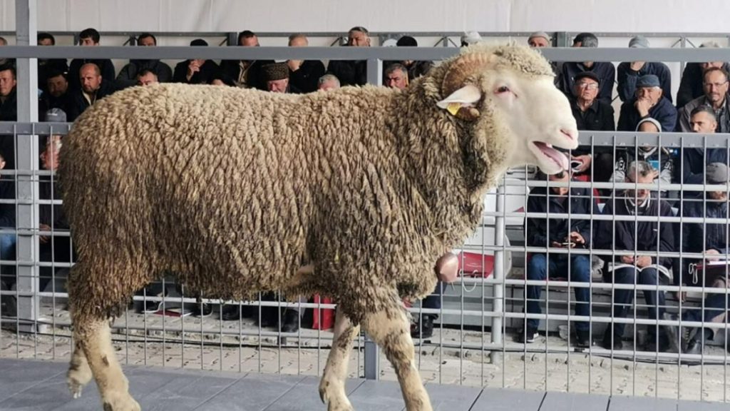 Balıkesir’de açık artırmaya çıkarılan koç 91 bin liraya satıldı