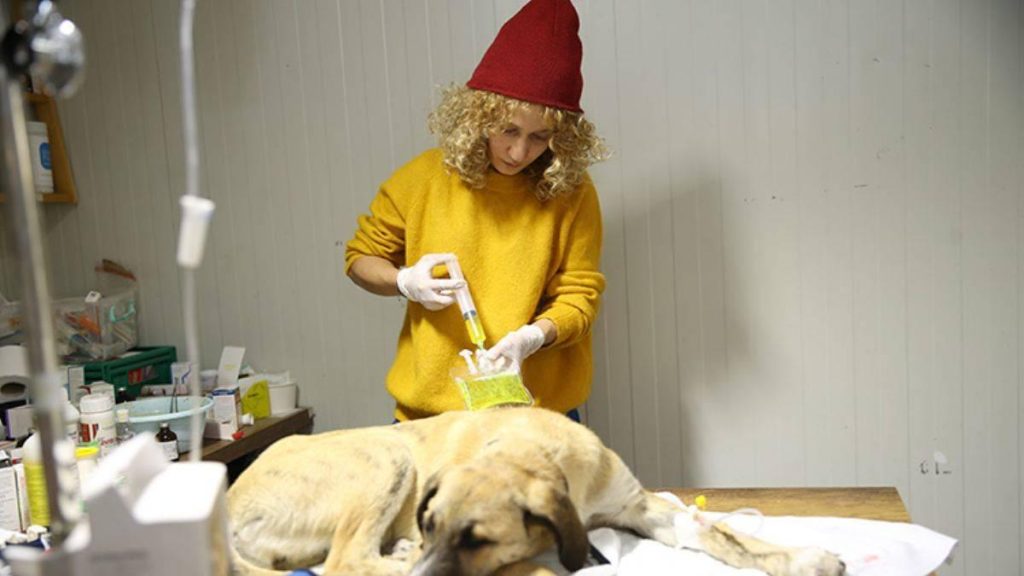 Enkazdan çıkarılan veteriner, gönüllü olarak hayvanları tedavi ediyor
